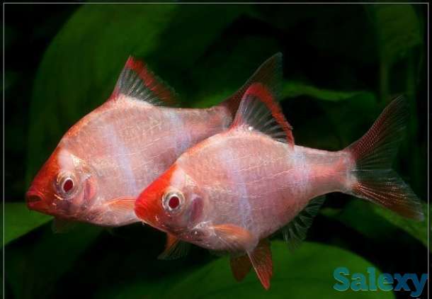 Барбус Суматранский альбинос, фотография 1