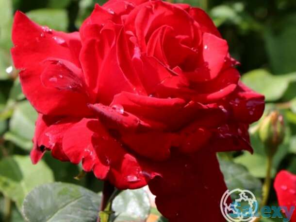 Роза Ульмер Мюнстер кустарниковая, фотография 1