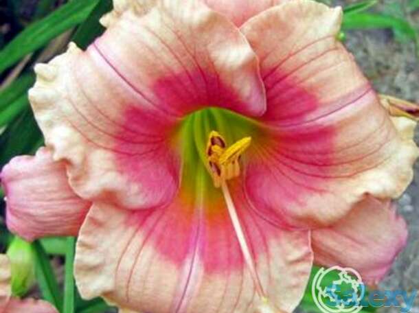 Лилейник Дженис Браун, фотография 1