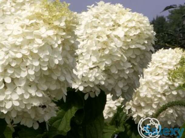 Гортензия фантом, фотография 1