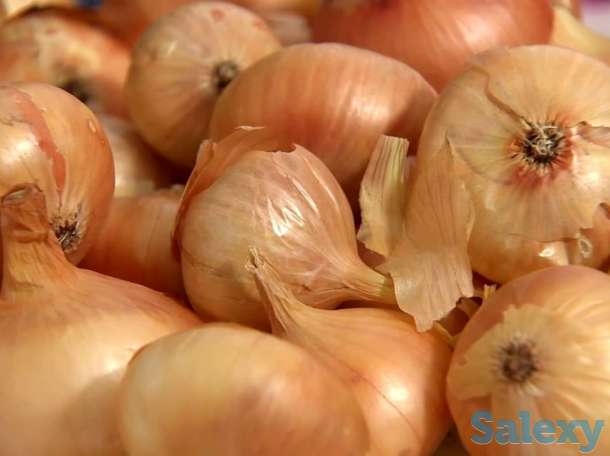 Реализуем семена овощных и бахчевых культур, газонных трав, фотография 6