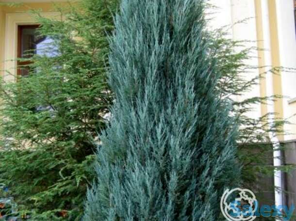 Можжевельник скальный блу арроу, фотография 1