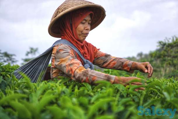 Чай кратом в Алматы, фотография 1