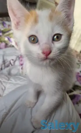 Отдам котят в хорошие руки, фотография 1