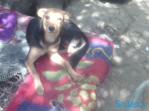 Отдам собаку в хорошие руки!, фотография 6