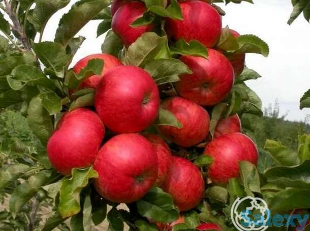 Яблоня колоновидная поэзия, фотография 1