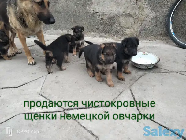 Продаются чистокровные щенки немецкой овчарки, фотография 2