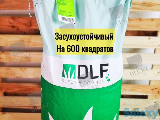 Газонная трава DLF Trifolium, фотография 1
