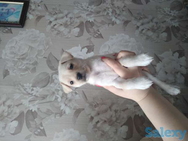 Продам  лабрадора, фотография 1