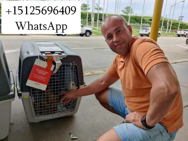 Перевозка животных в Америку и Европу, фотография 1