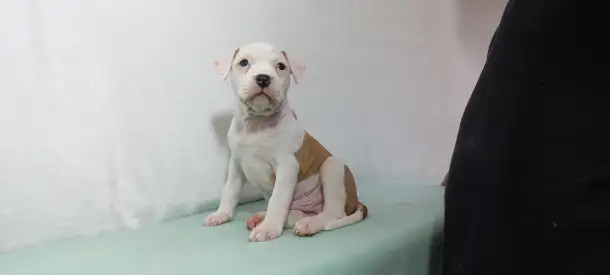 Американский стаффордширский терьер, фотография 11