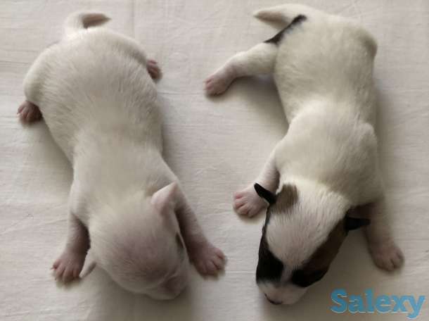 Щенки Джер Рассел Терьер, фотография 2