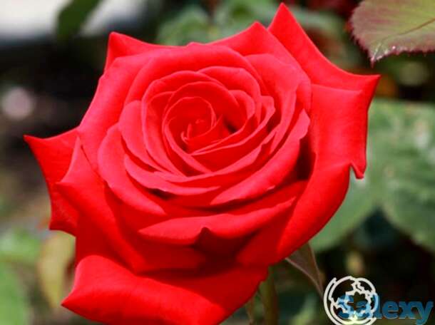 Роза кардинал чайно-гибридная, топалович, фотография 1