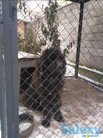 Ньюфаундленд черного цвета, отдам в хорошие руки, фотография 1