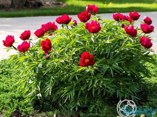 Пион эрли скаут, фотография 1