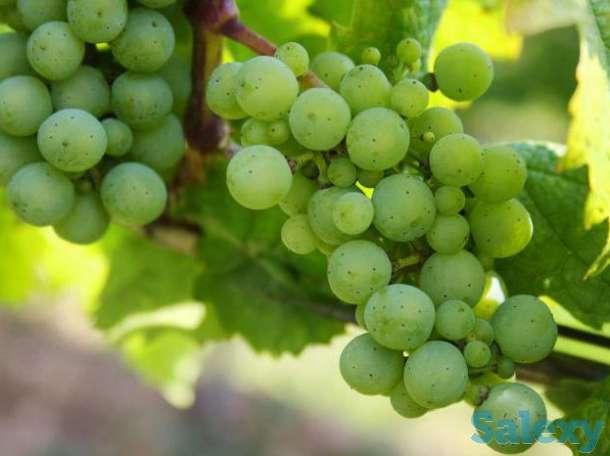 Саженцы винограда Мускат Венгерский, фотография 1