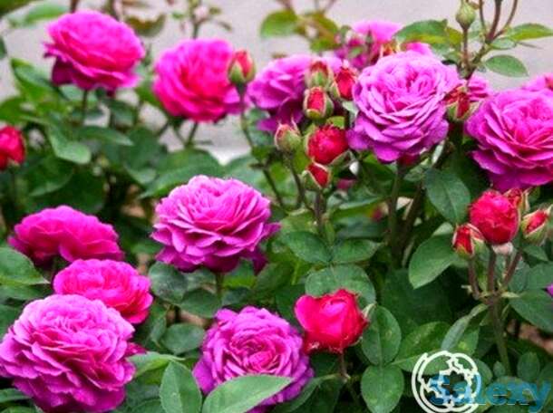 Роза биг перпл, кордес, фотография 1