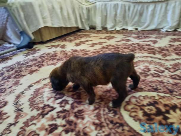 Продаются чистокровные щенки немецкого боксера, фотография 9