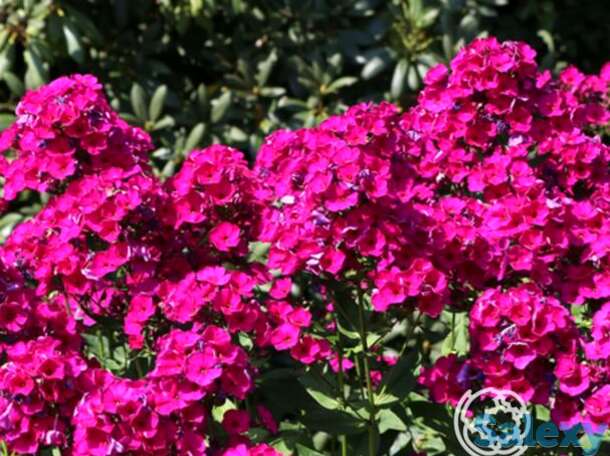 Флокс метельчатый Рейвинг Бьюти, фотография 1