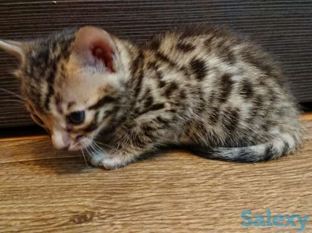 Продам котят. Порода Бенгал, фотография 3