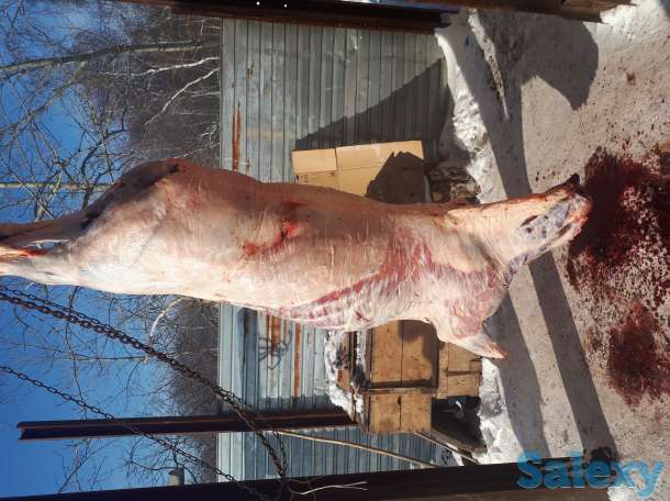 Продам жирный согым, фотография 2