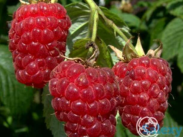 Малина Бабье Лето ремонтантная, фотография 1