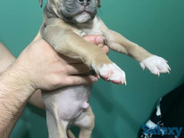 Стаффордширский терьер (стаффорд), фотография 1