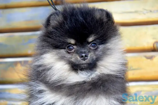 Щенки померанского шпица, фотография 5