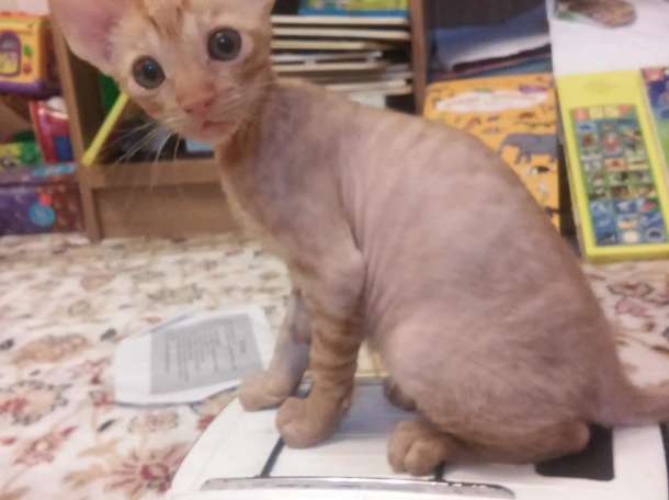 котята породы корниш рекс., фотография 3