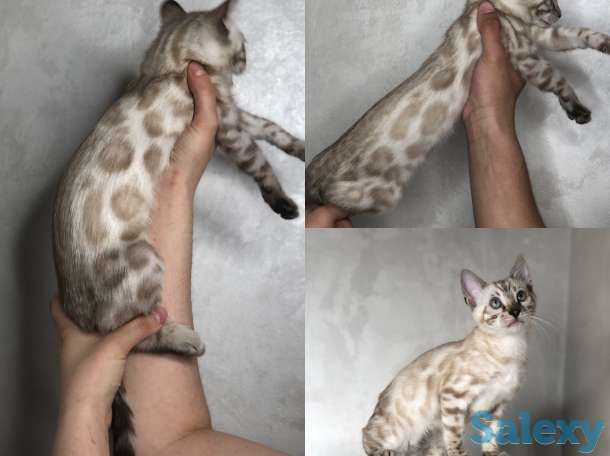 Снежные бенгальские котята в разведение и любимцы, фотография 2