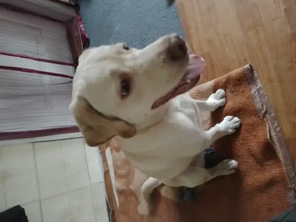 Лабрадор ретривер, фотография 3