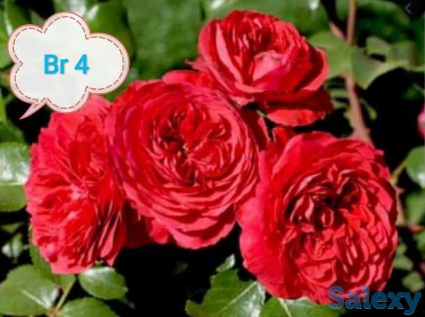 Саженец розы мини Сербия, фотография 1