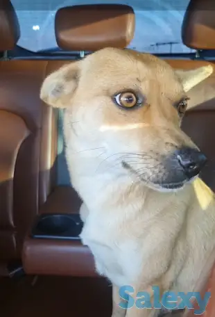 Милашки ищут дом., фотография 3