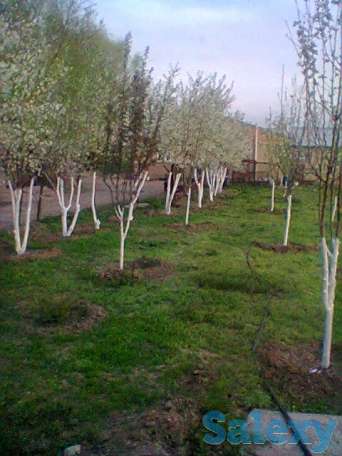 Продам Ферму, Коксай, фотография 7