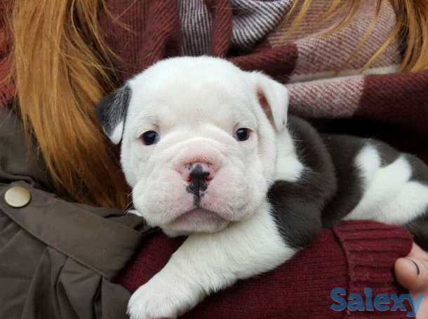 Лапочки-дочки, фотография 3