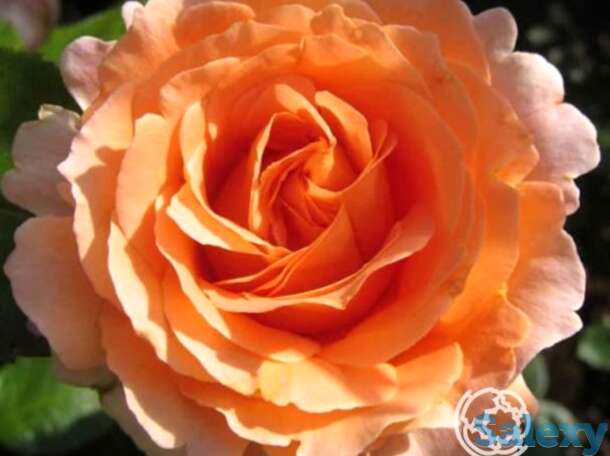 Роза компассион плетистая, топалович, фотография 1