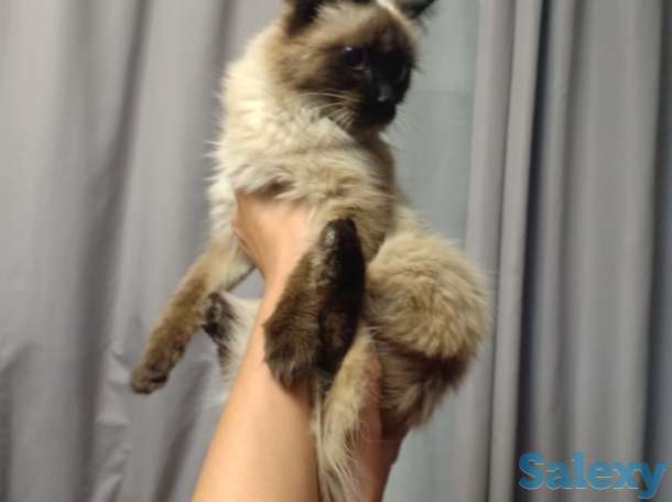 Срочно Срочно Гималайская кошка, девочка, 10 месяцев, фотография 1