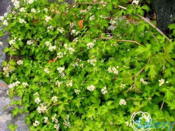 Стефанандра криспа, фотография 1