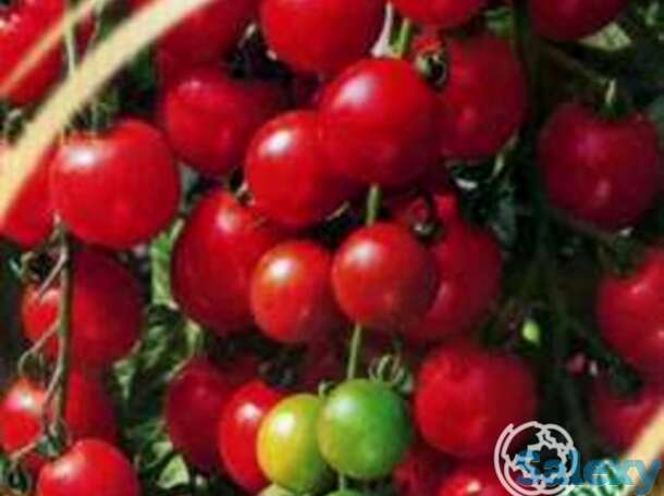 Семена Томат Вишня красная 0,1 г черри, фотография 1