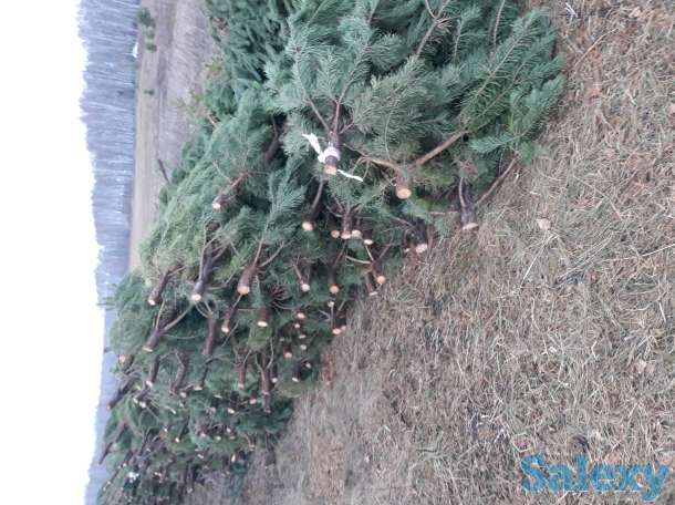 Елка новогодняя, фотография 6