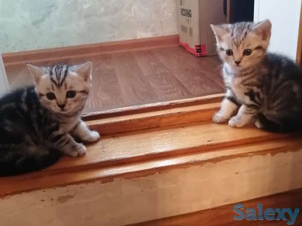 Отдам в хорошие руки породистую кошечку, фотография 2