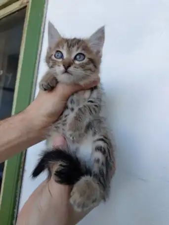 Котята Бармалейки 2 мес., фотография 4