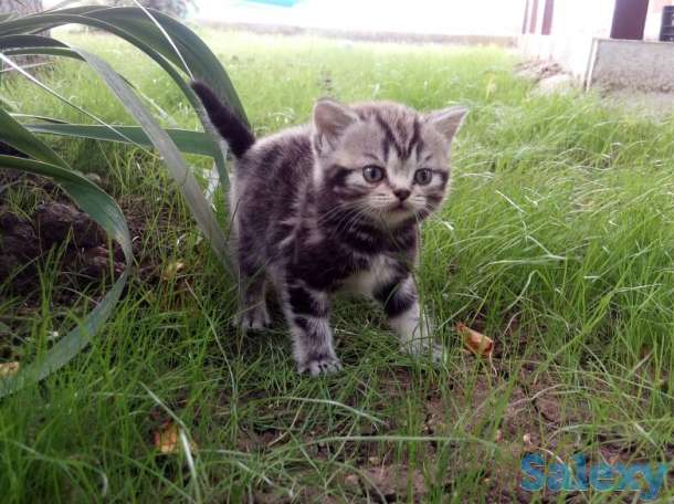 продам котят мраморного окраса, фотография 4