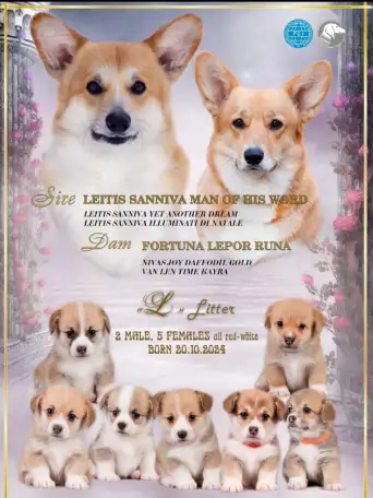 Щенки Вельш Корги Пемброк, фотография 1