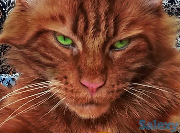 Мейн Кун красный солид. Шоу класс. Питомник, фотография 10