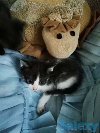 отдам  в добрые руки, фотография 2