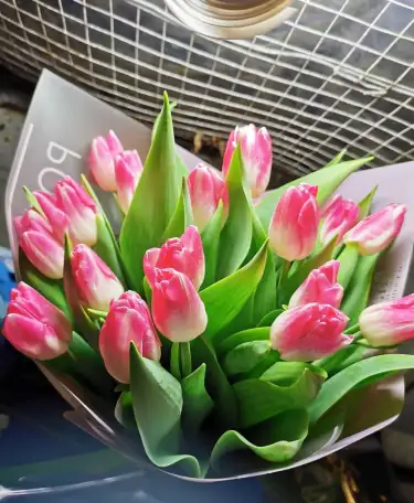 Тюльпаны Голландские оптом и розницу, фотография 3