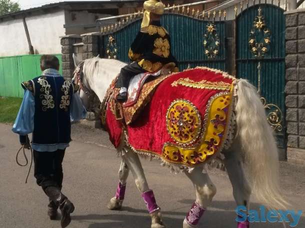 Конь, фотография 5