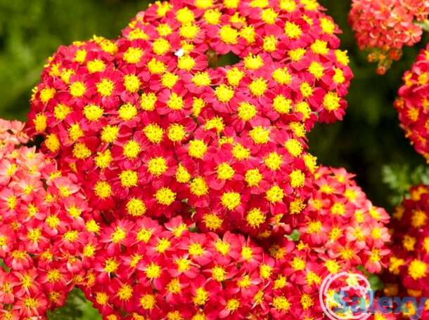 Тысячелистник Паприка, фотография 1