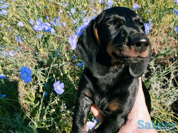 продам шестимесячную девочку таксу черного цвета, фотография 1